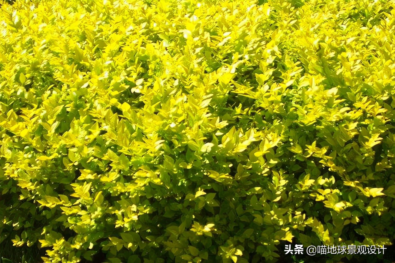 私家庭院景观设计：适合南京、合肥一带种植的常绿灌木
