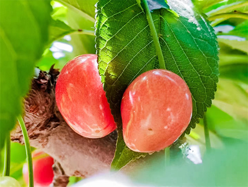 �������й����γ�ӣ����Ӫ������5��18���ڳγ���ӣ�Ҳ�ҵ��������