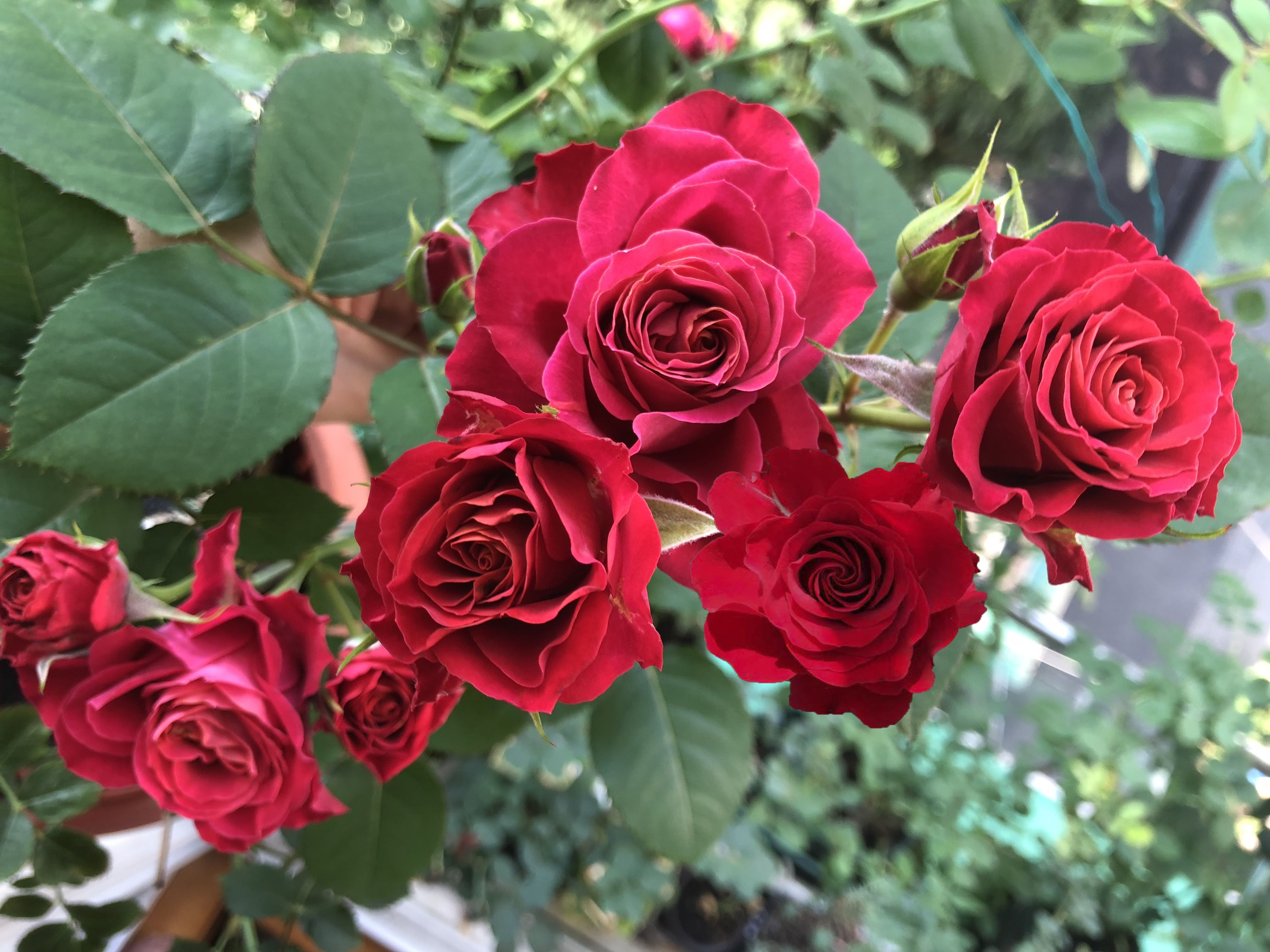 花色鲜红 四季花开不停 优秀的 阳台 系列 日蚀王阳台 天天看点