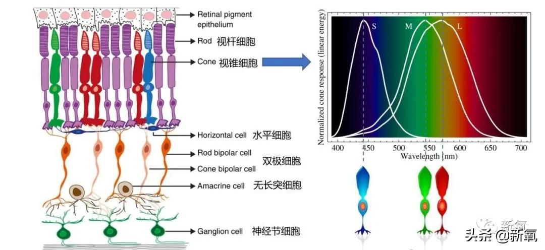 让直男更了解口红(别再说直男分不清口红颜色了，他们是真的基因有缺陷...)