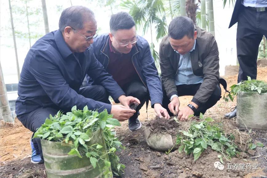 遂昌三叶青——走进中医药现代化产业化新领域