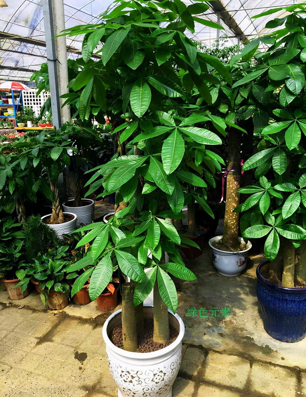 7种吉利树,能活上百年,可摘果可赏花,种一次多年都有收获