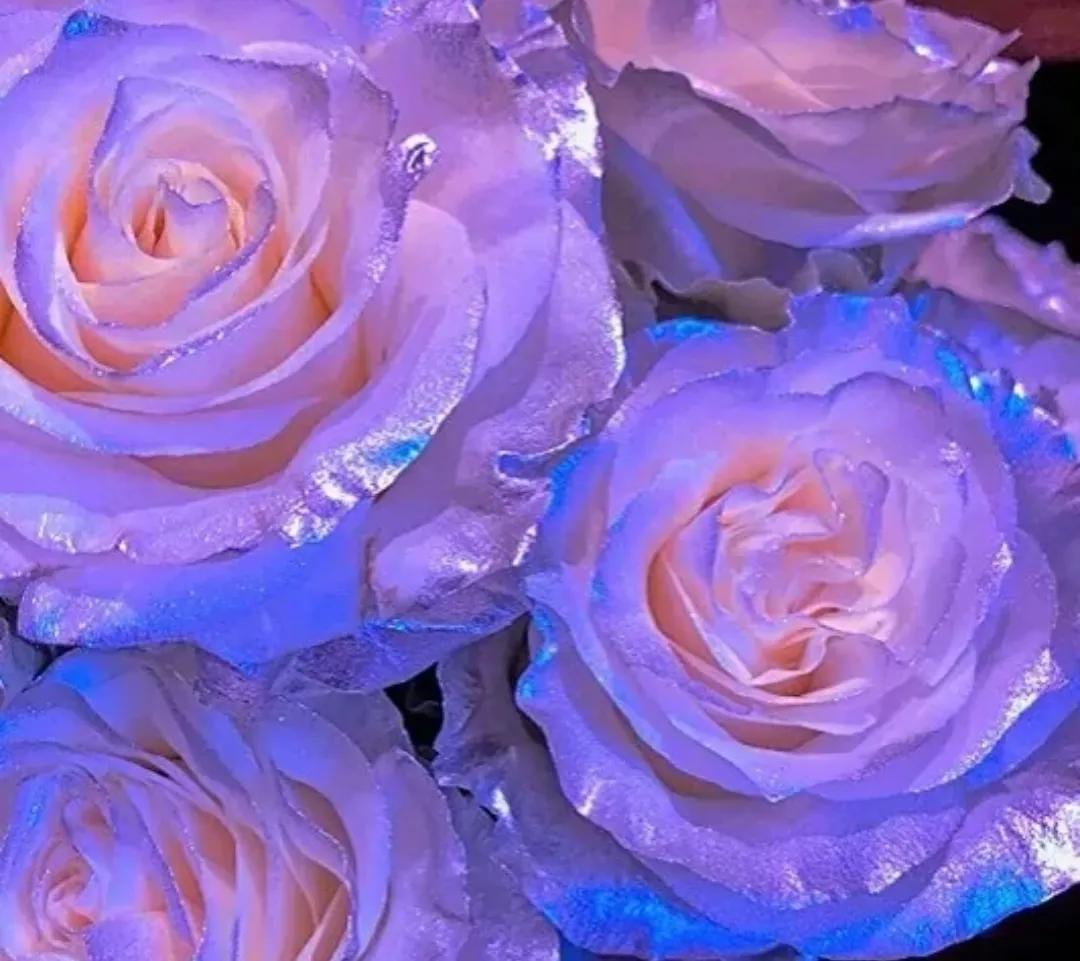 玫瑰花的图片唯美浪漫(鲜花美图) - 赤虎壹号