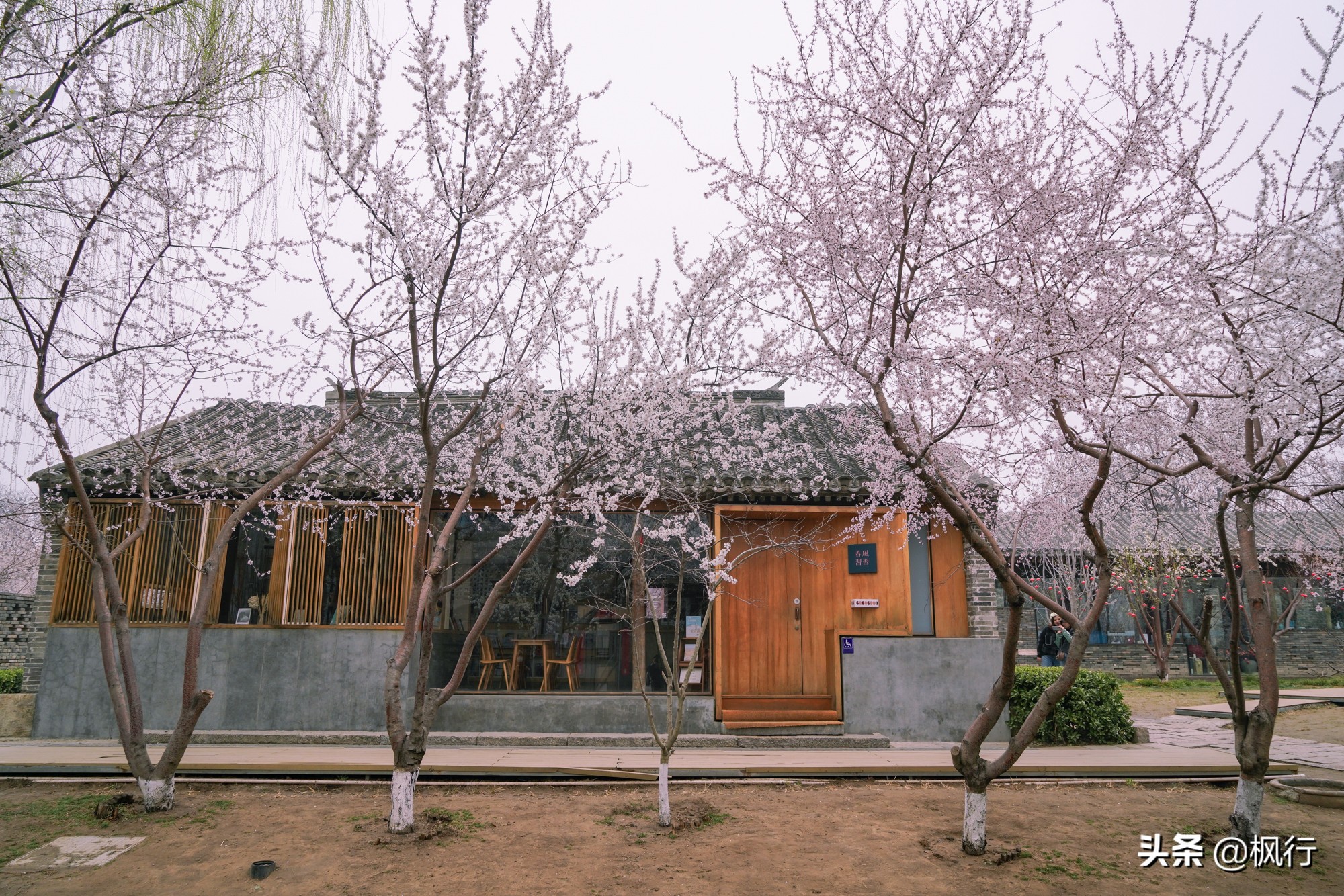 一夜之間，北京前門這個小公園，因為絕美桃花出瞭名；附拍攝攻略