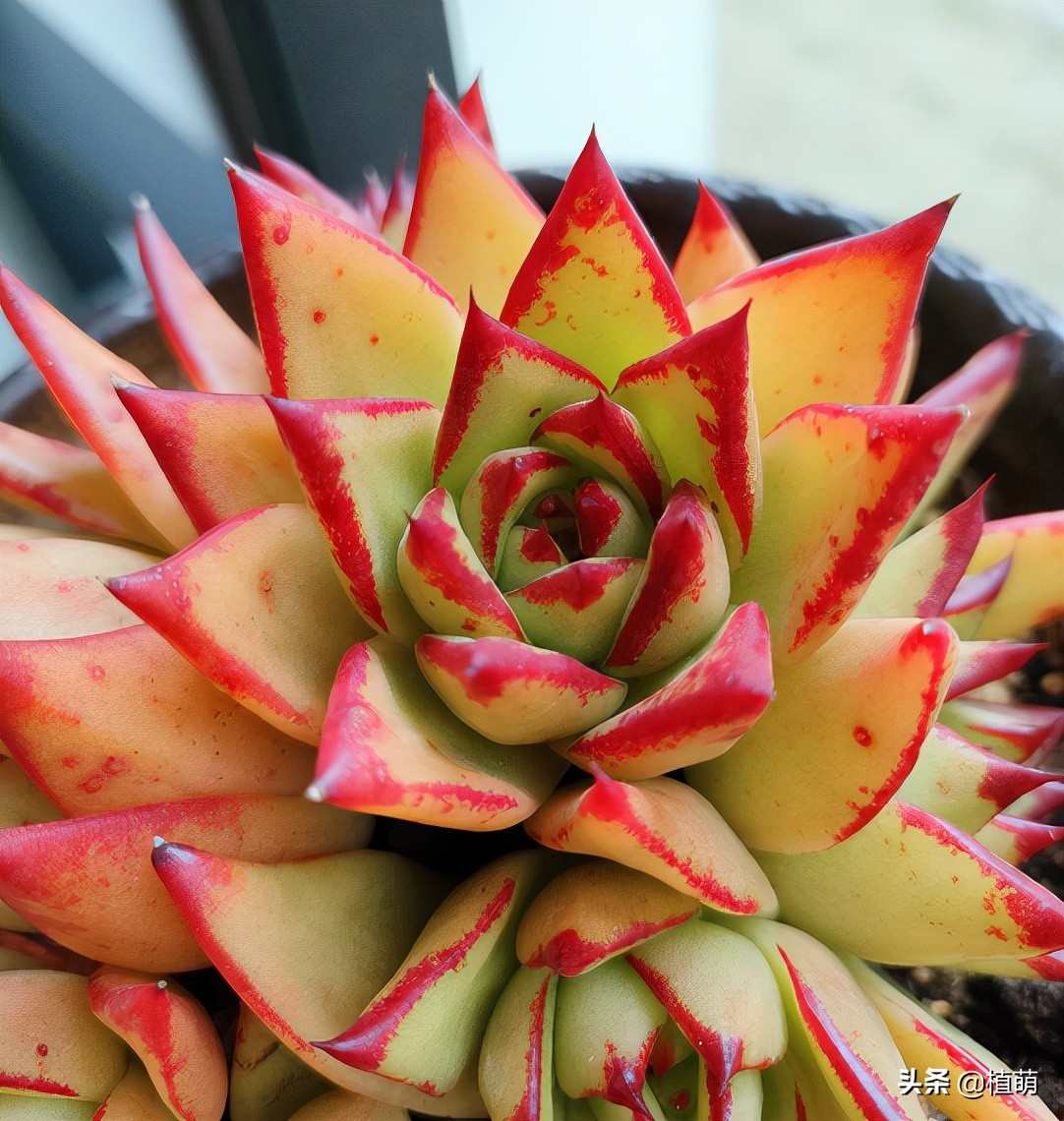 口红多肉(在上海,养了3年的口红,植株一年比一年大,今年的颜色特别