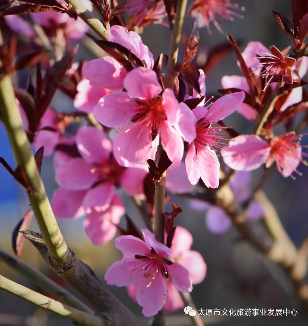 线上展览|“山河春意 锦绣太原——花的世界”主题摄影线上图片展（十四）