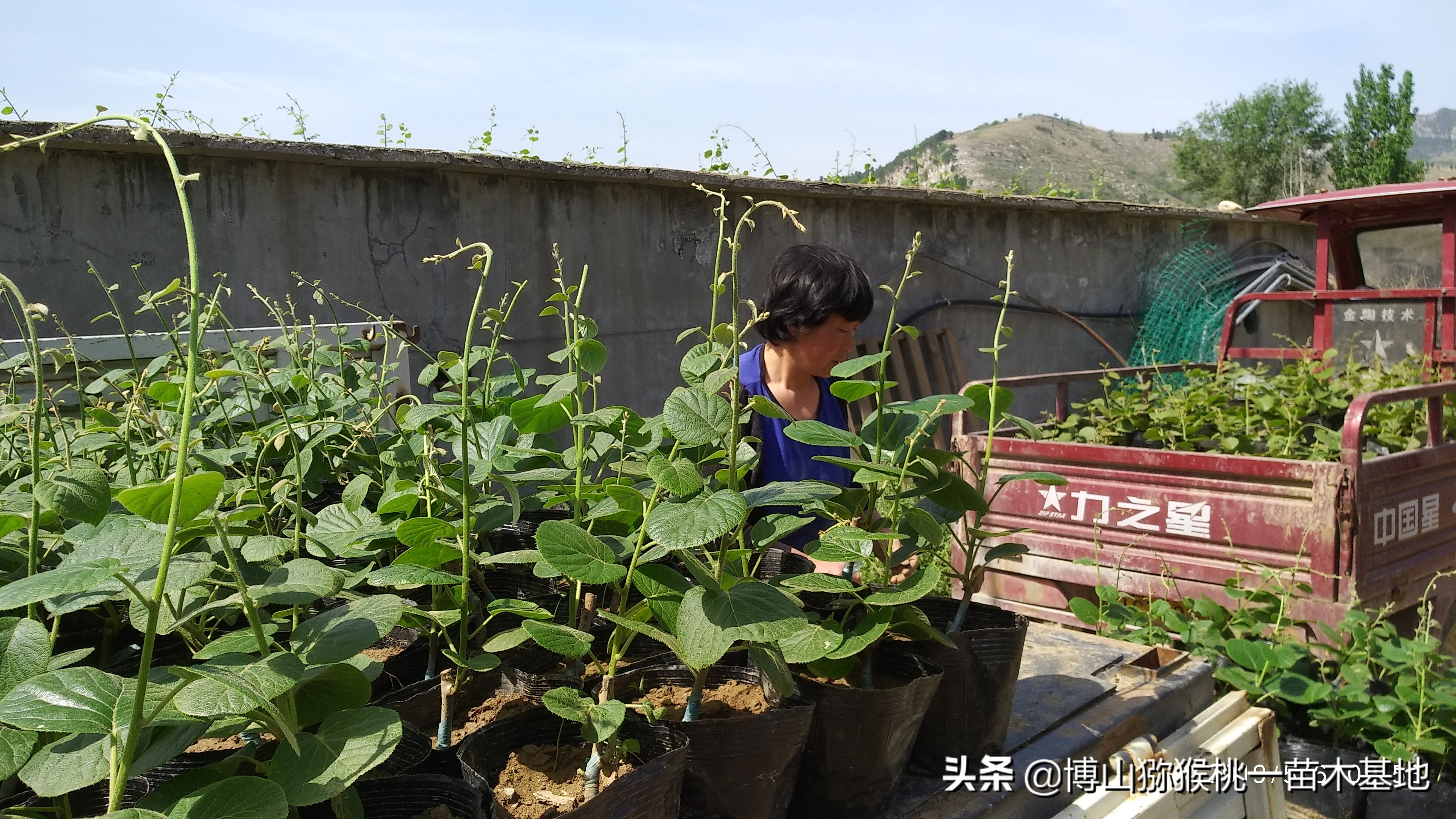 个人对山东淄博博山碧玉品种猕猴桃种植前景与价格走势的个人看法