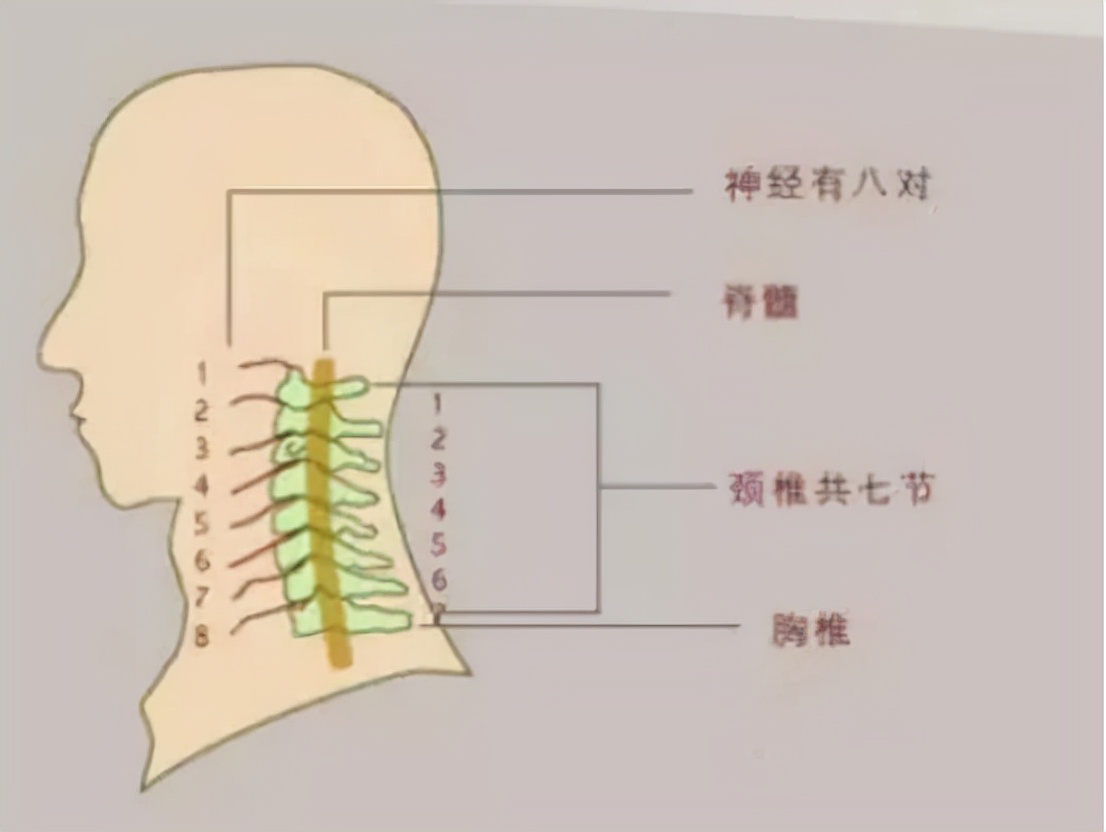 女子头晕，以为是高血压引起的，多次治疗均无效，医生：看错科了