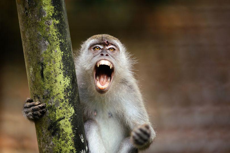 印度猴子与狗爆发冲突，把狗带到高楼扔下，手段之残忍