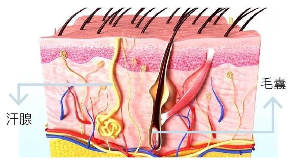 人体最诡异的器官，至今都无法解释原理，人的皮肤到底有多诡异？