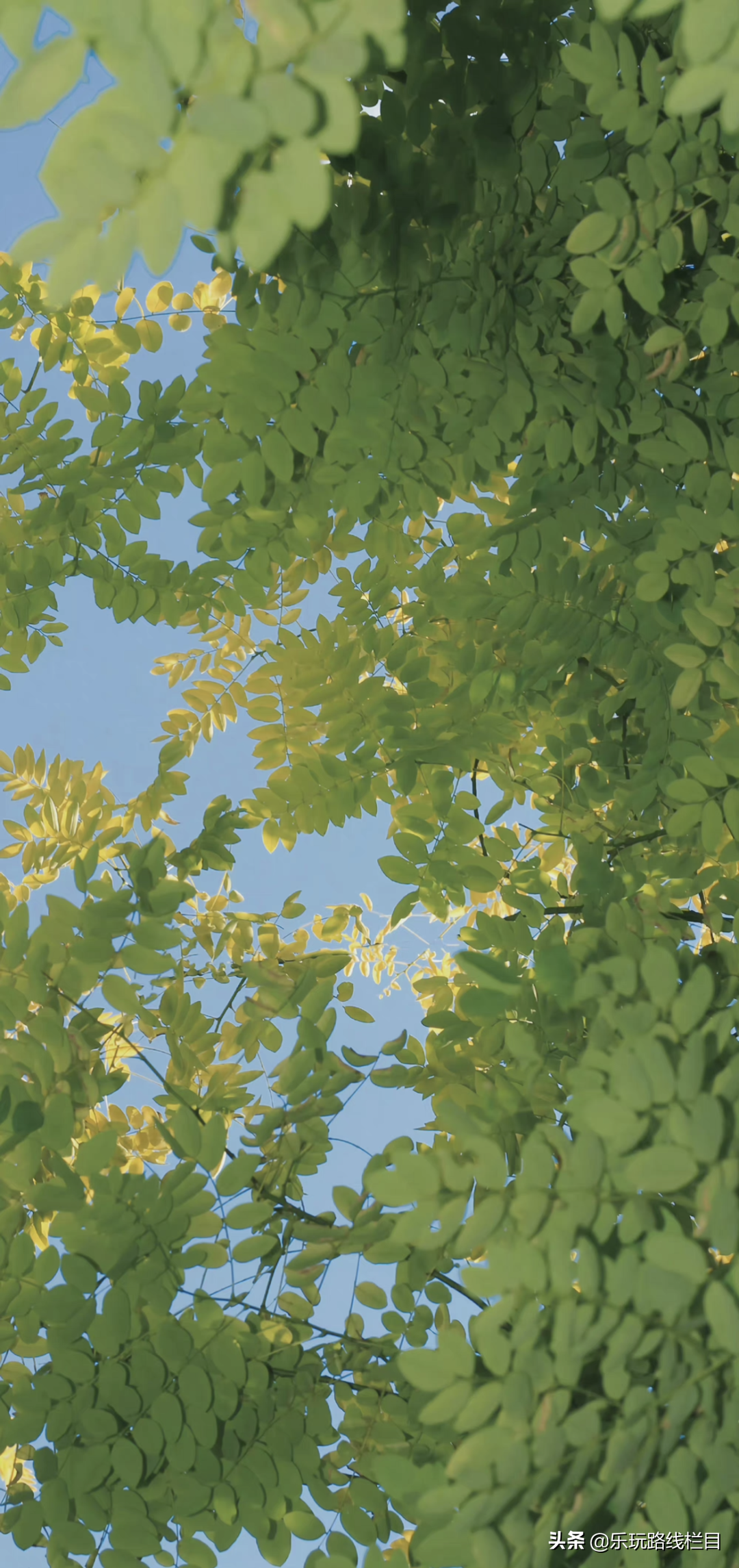 收藏！莲都春游好去处都在这里了