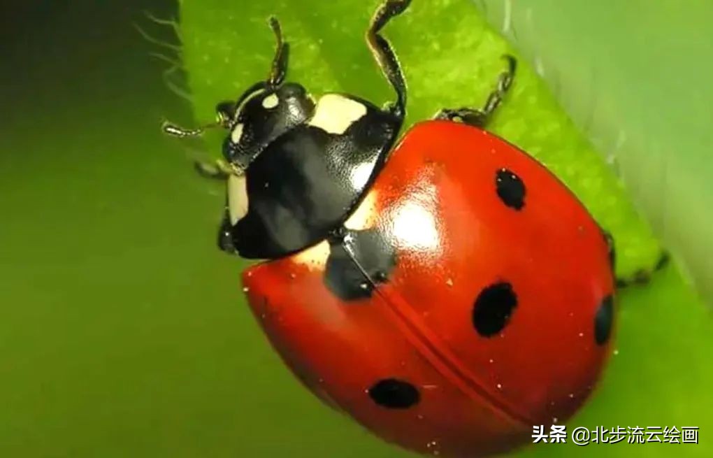 七星瓢虫的身体很小,半圆的形状,它们主要是以蚜虫为食.