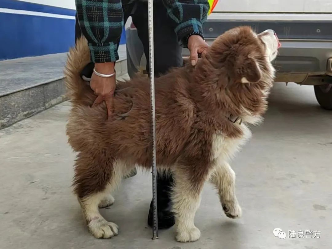 陆良警方破获一起老少联手盗狗案