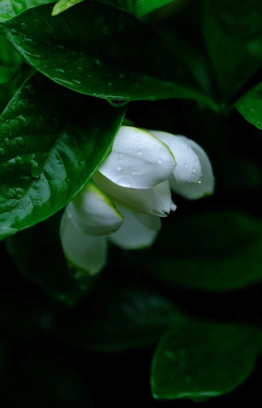 ӣɢģƽоҸ
