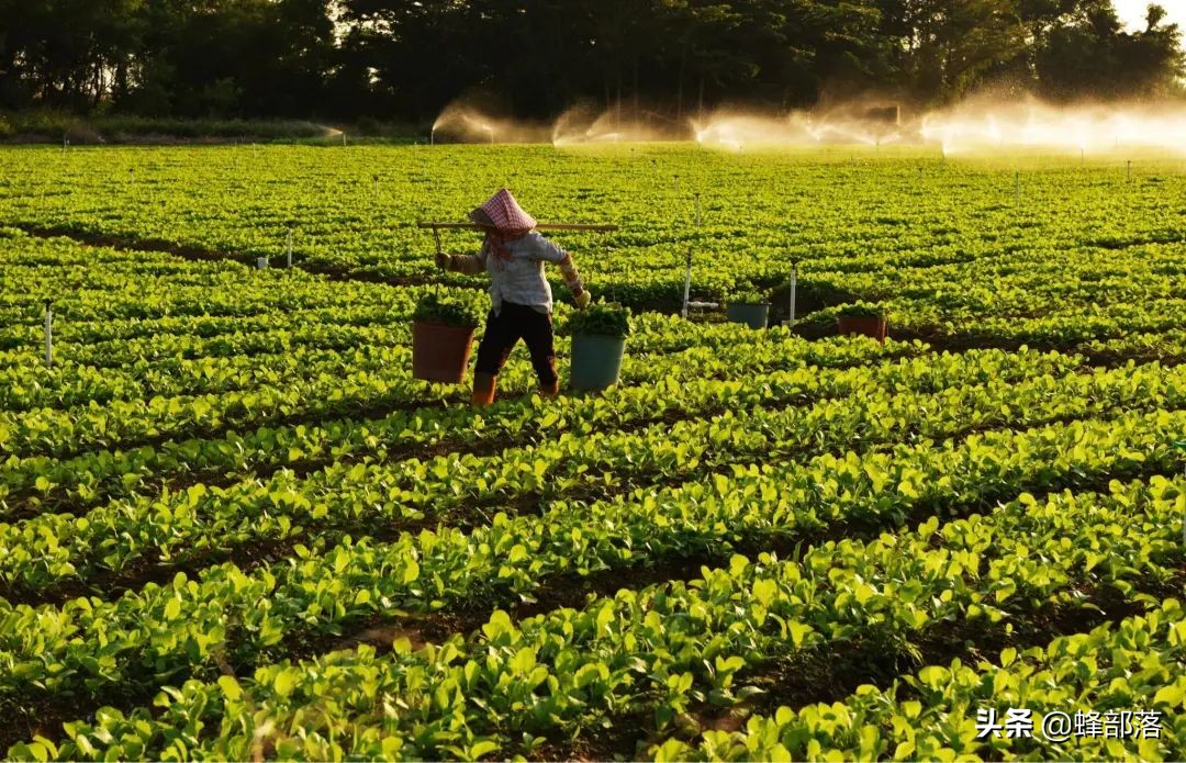 芥末的主要成分,日本单根卖到3500日元,我国也有,上山多留意