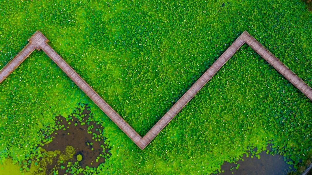 荡漾起满池的温柔~~西山这些地方已被荷花宠坏了！