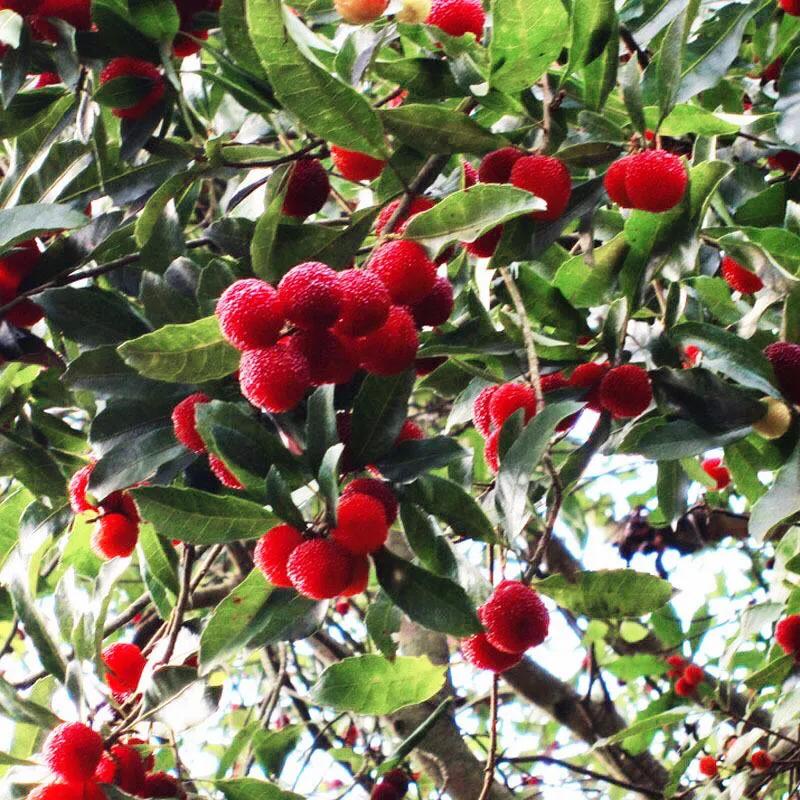 杨梅～树形圆整，红果累累，具有很高的食用、药用和观赏价值
