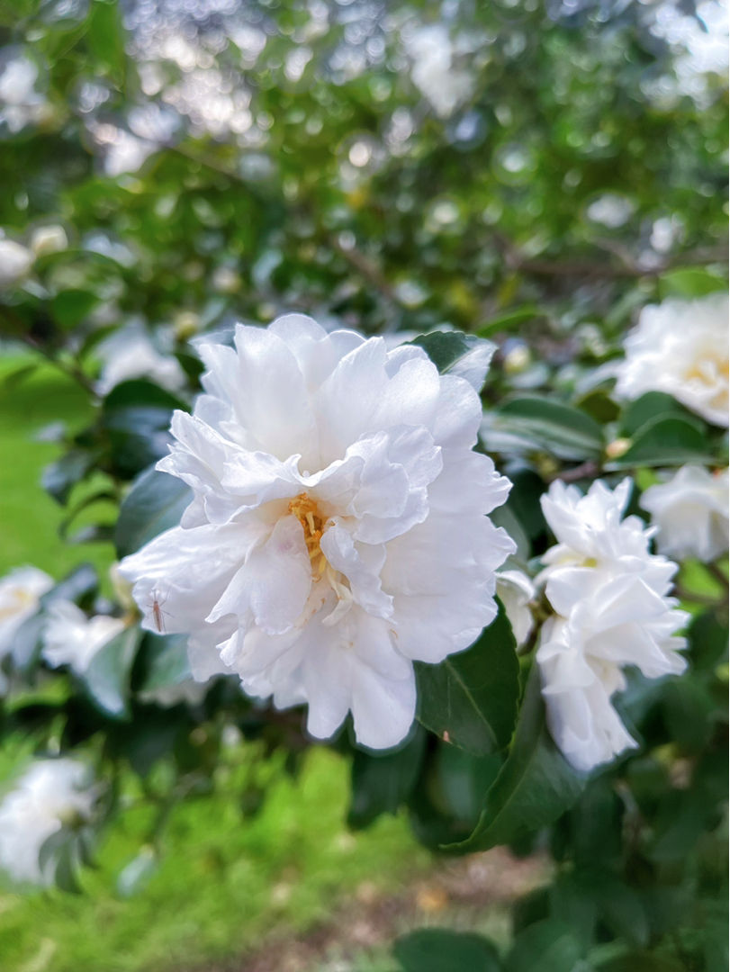 石榴花幾月開,石榴花幾月開花