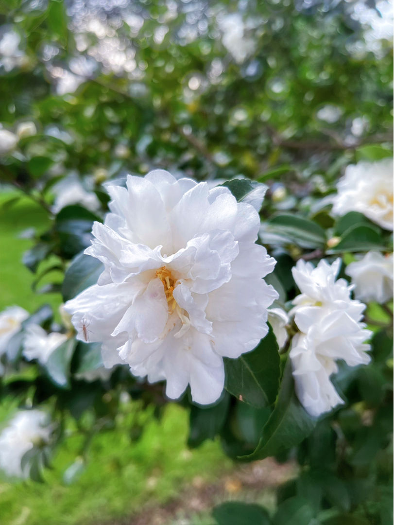 石榴花几月开,石榴花几月开花