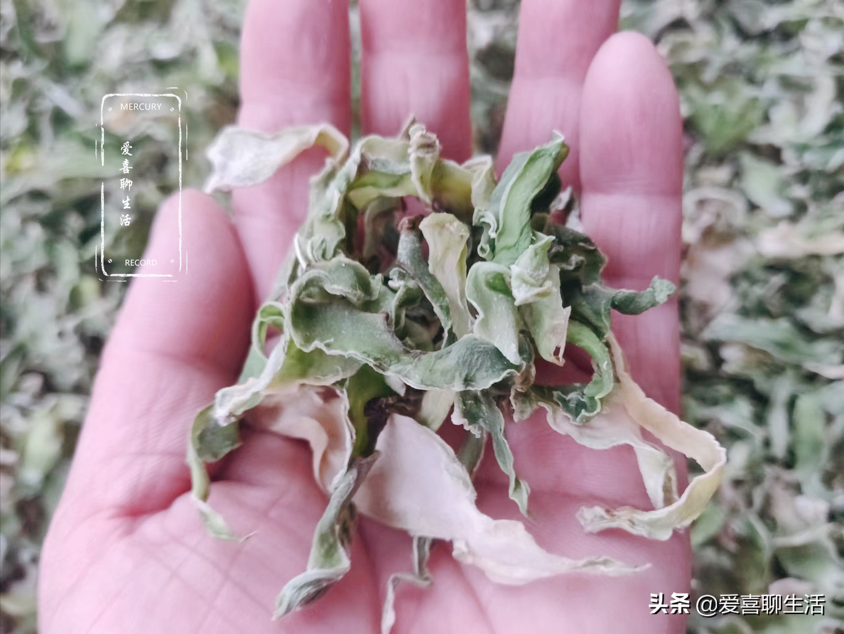 莴笋干的晒制方法（这菜晒干后比新鲜的还好吃）