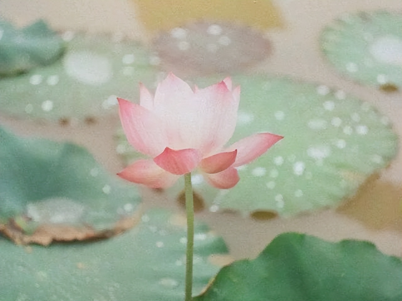 二十句跌落凡间的绝美诗词，惊艳了岁月，住进了内心