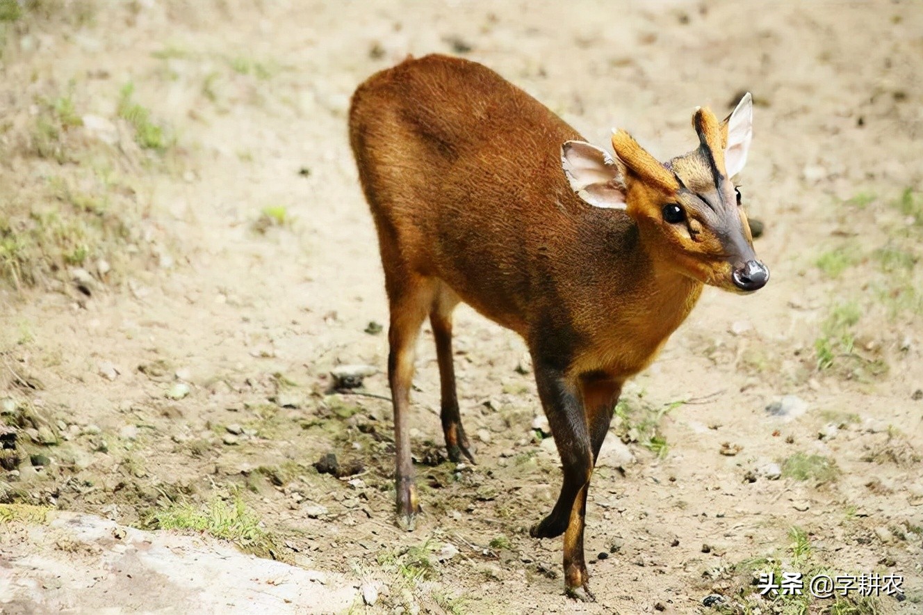 说说《山海经》九尾狐