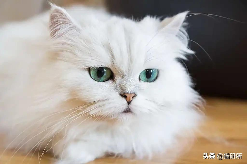 猫咪这么可爱!居然要制裁TA