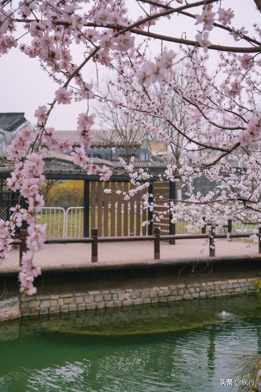 一夜之間，北京前門這個小公園，因為絕美桃花出瞭名；附拍攝攻略