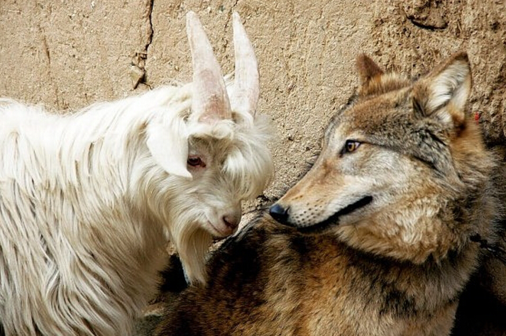 新疆小狼子吃母羊奶长大，每天和羊群玩耍，上演真狼喜欢羊