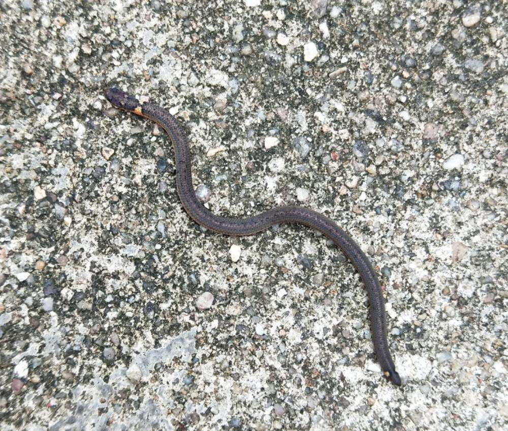 广东一地发现“双头蛇”，长有黑鳞，以蚯蚓为食，常在地下行动