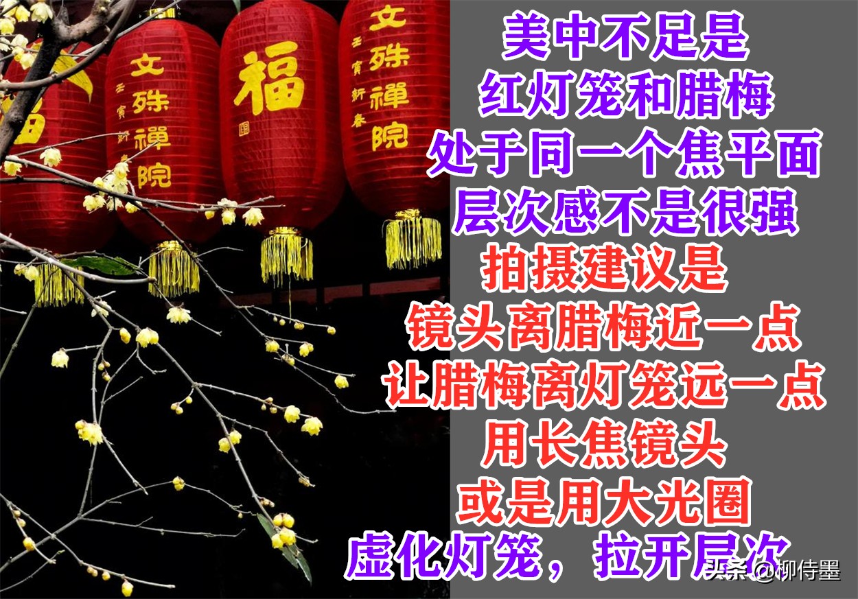 摄影新手学点“高级”的，把普通花朵拍摄出诗意美，照片更有意境