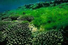 海洋植物的门类甚广，共13个门，10000多种