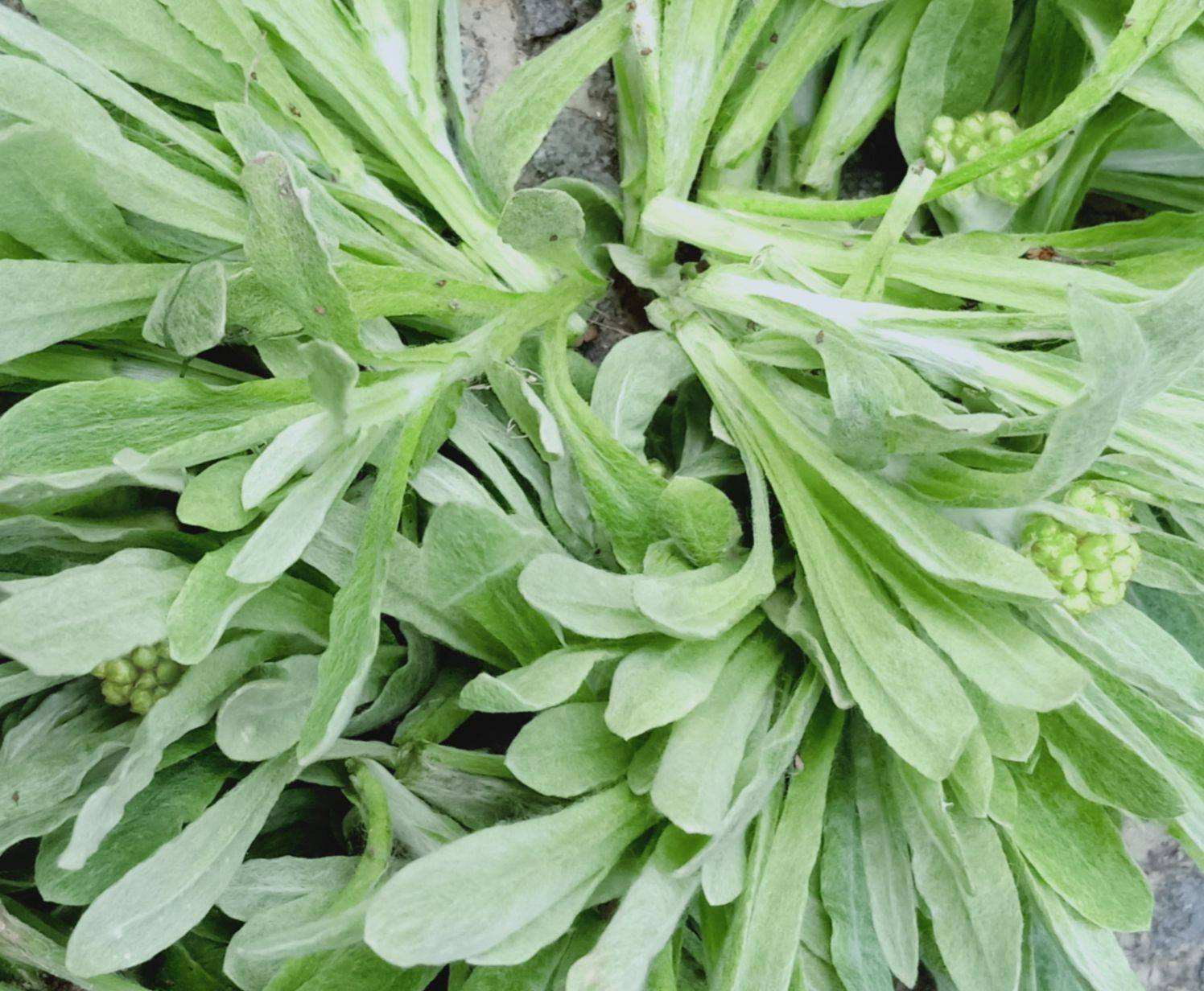 湖南野菜名称图片大全(农村7种野菜) - 赤虎壹号