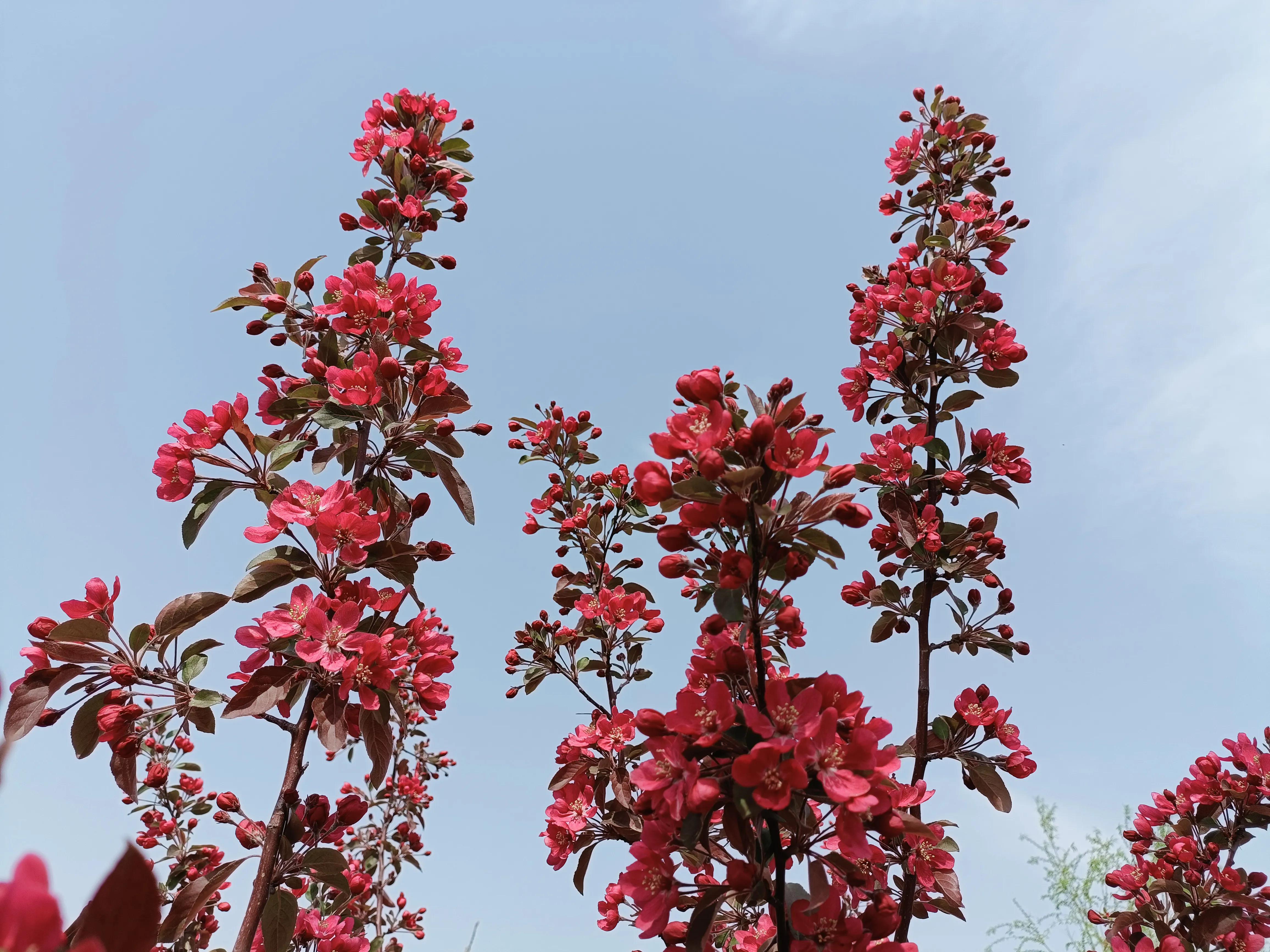 描写秋天海棠的优美句子_晶羽文学网