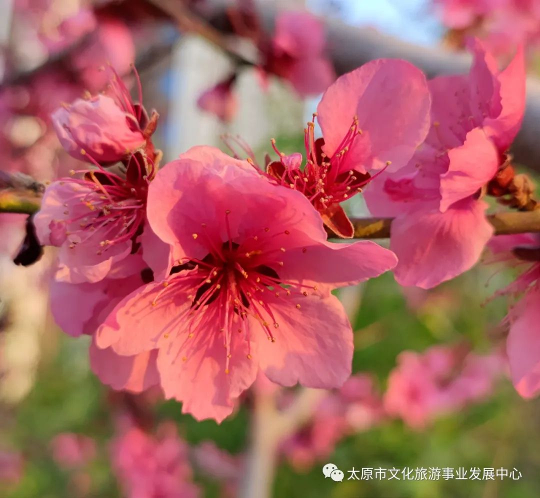 线上展览|“山河春意 锦绣太原——花的世界”主题摄影线上图片展（十）