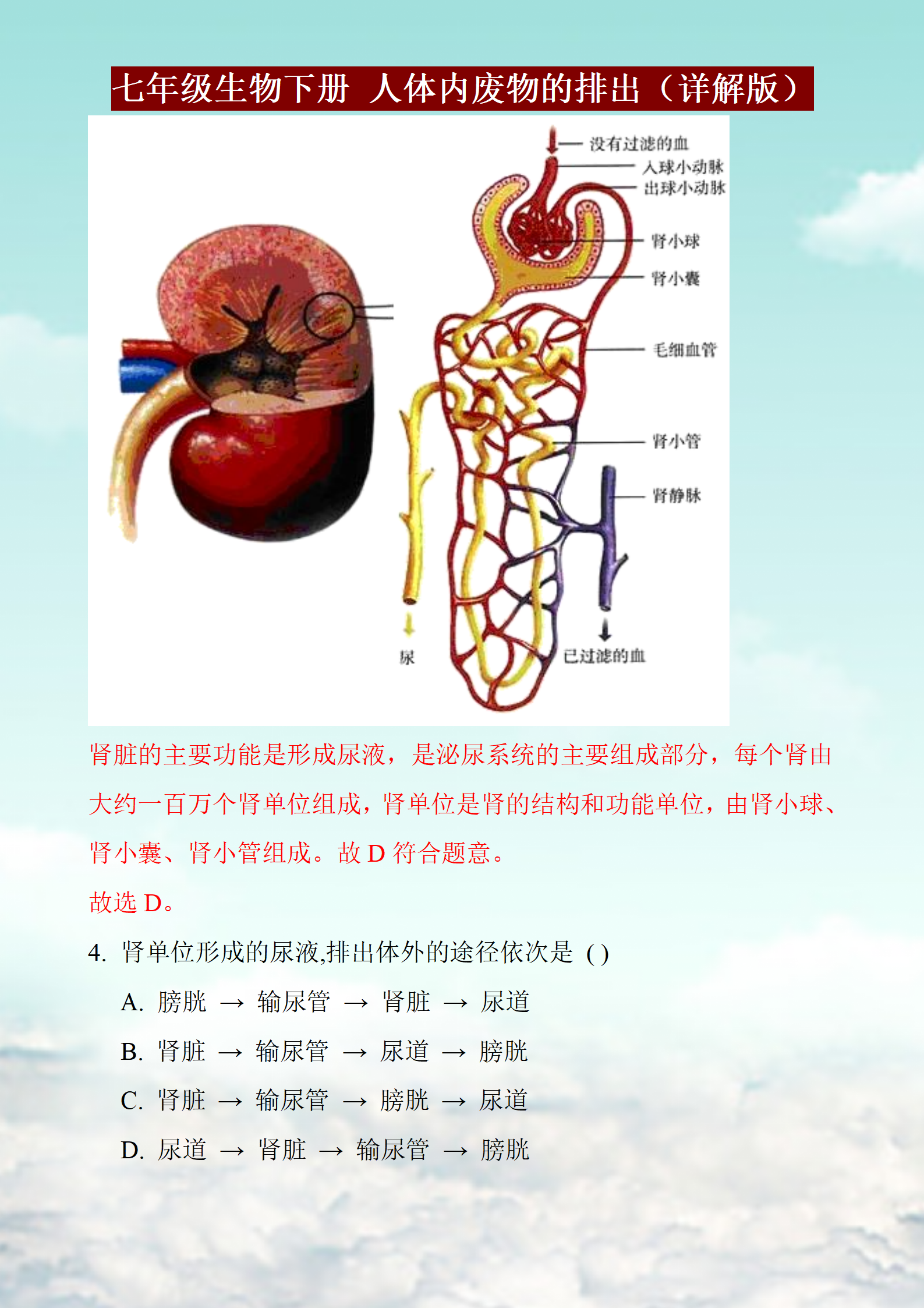 七年级下册人体生物图图片