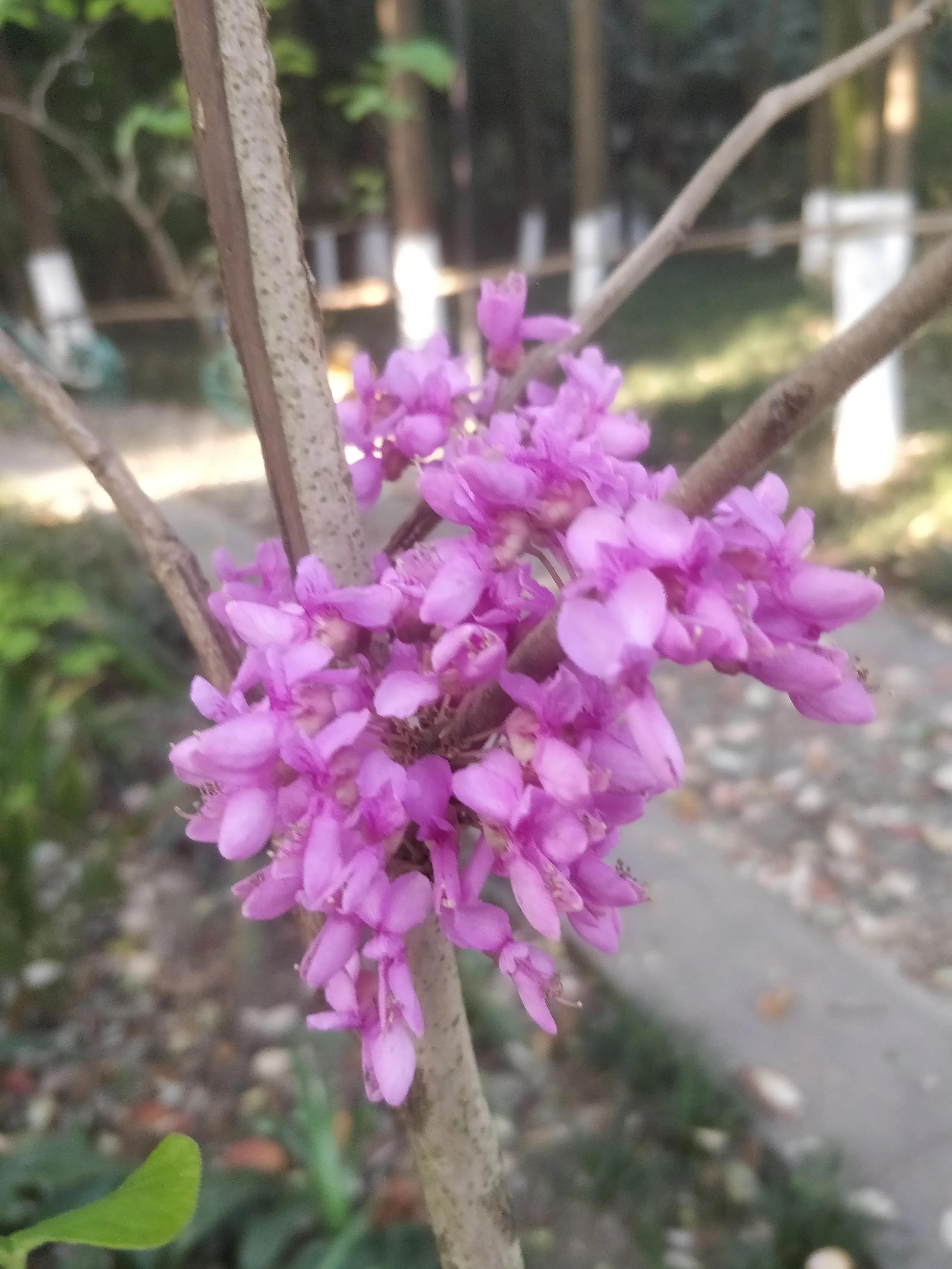 冬去春来满条红，风动紫荆花飘香