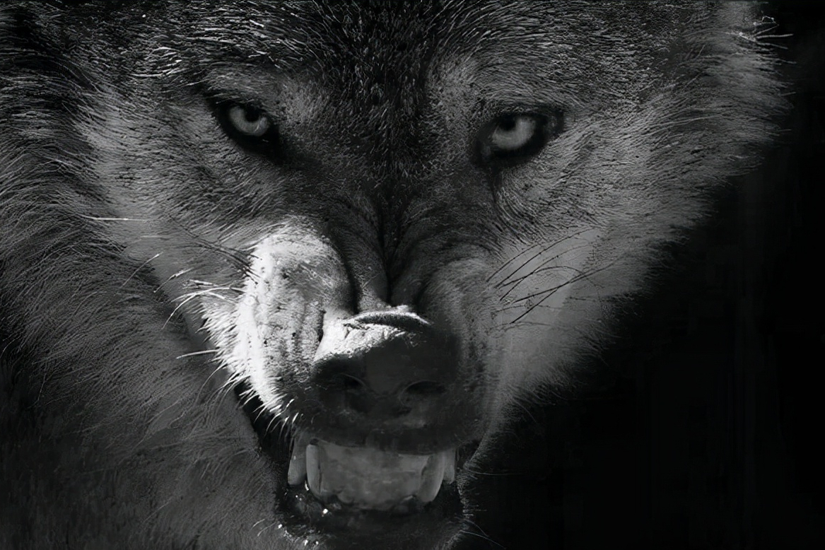 民间故事:民国"战狼"——佃户夜遇恶狼,他捡起一物和狼斗一夜