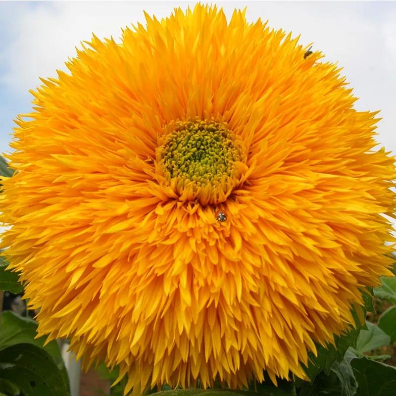 花朵美图｜温柔甜美的初吻、大丽花、耧斗菜花朵合集160张