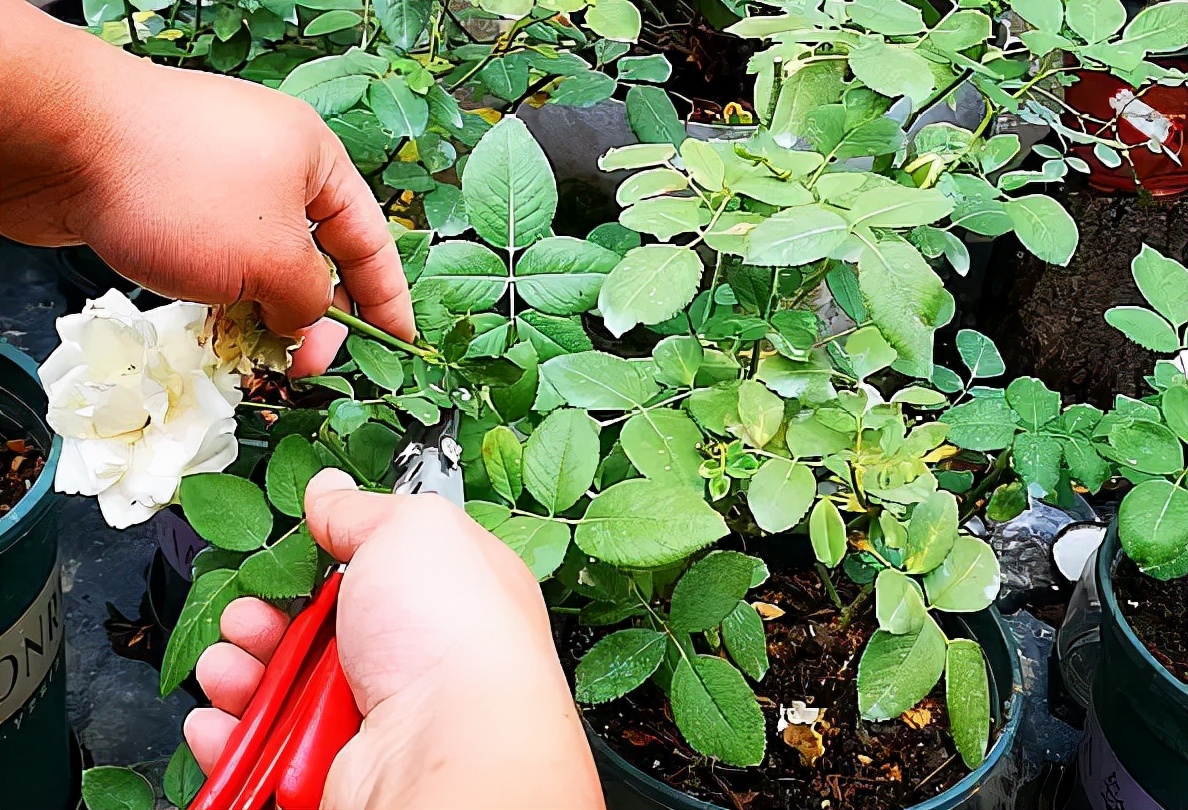 绿化花卉培育（绿化带中见到3样带回家育苗十天生根长叶）