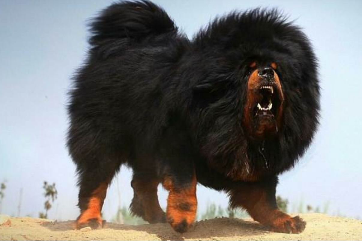 当年的藏獒泡沫有多夸张?一条能换北京2套房,专人给獒整容植发