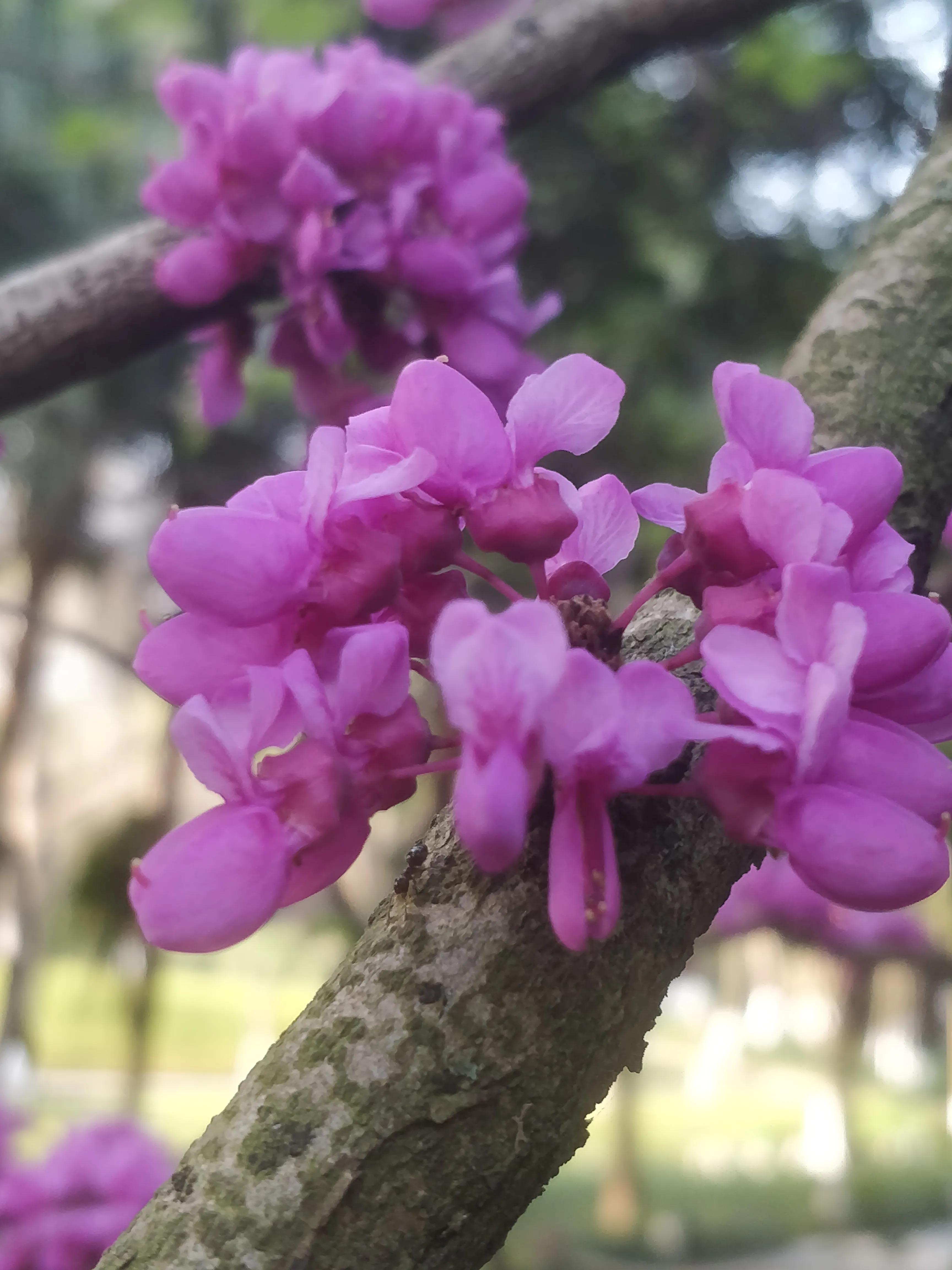 冬去春来满条红，风动紫荆花飘香