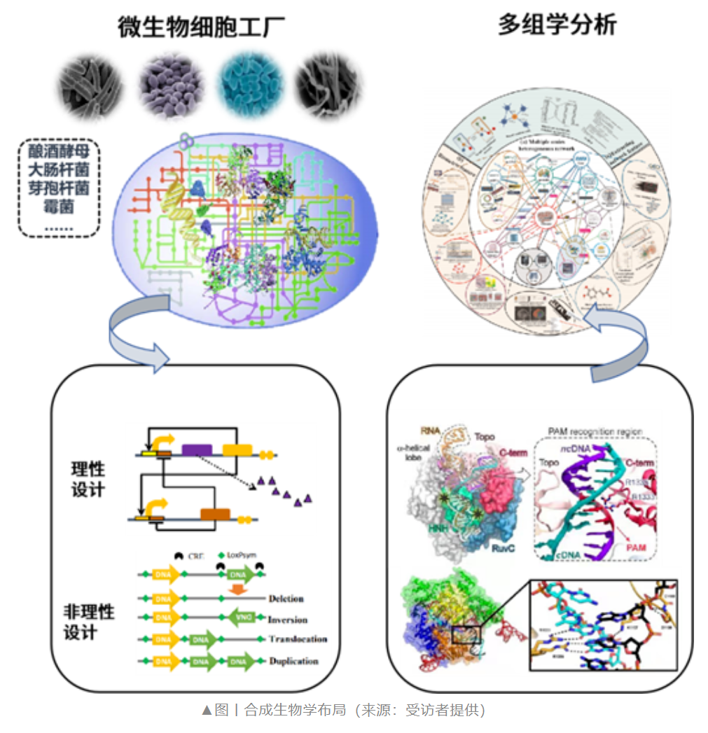 红杉、高瓴重注的赛道，一家市值不到50亿的合成生物学潜力新星