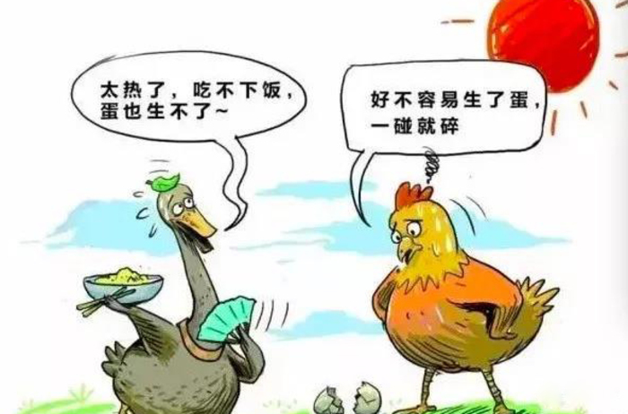 夏季高溫季節(jié)蛋雞養(yǎng)殖環(huán)節(jié)，遠(yuǎn)卓農(nóng)牧為您解析魚(yú)肝油的應(yīng)用