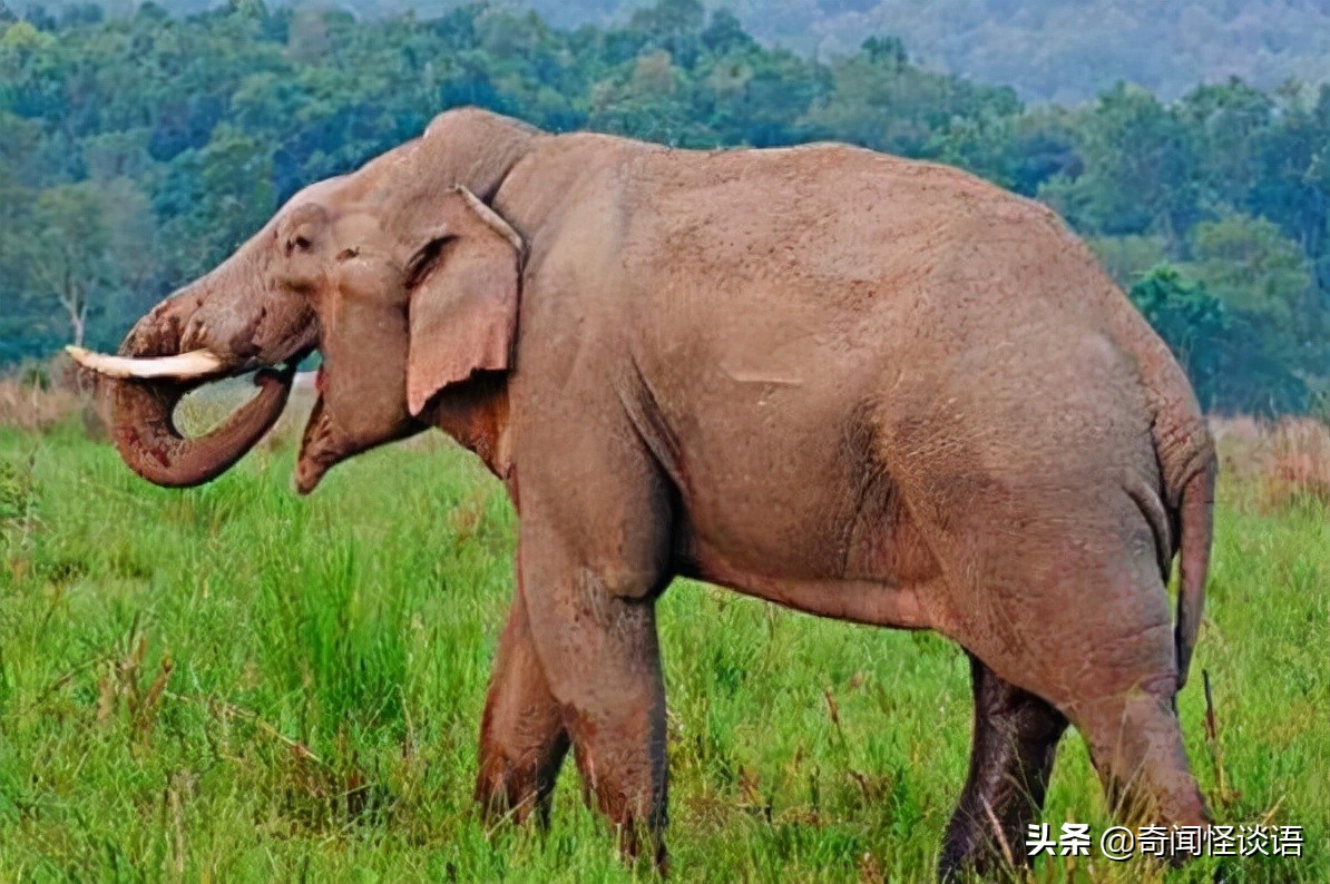 世界十大真正危险动物 大白鲨上榜，第三是海洋中的透明杀手