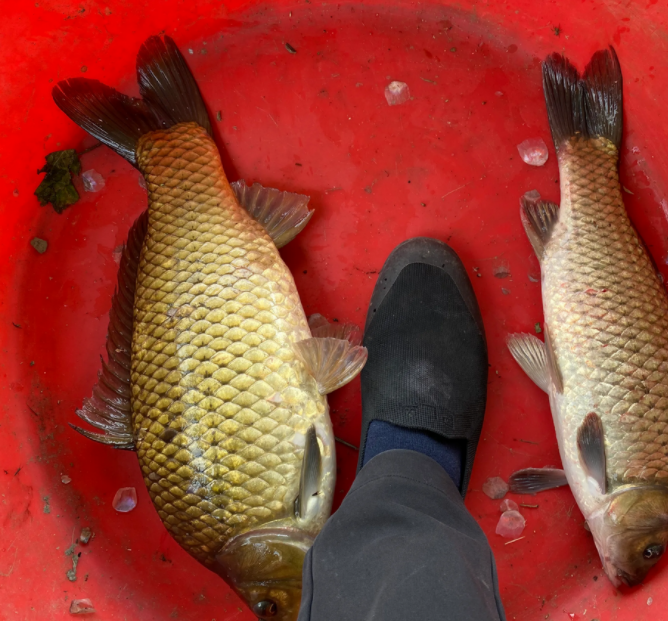 江苏钓友钓到将近5斤超大野生鲫鱼,遭网友嘲笑:钓"骡子"不