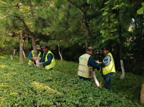 青岛崂山：数万株景观树木安全温暖过冬