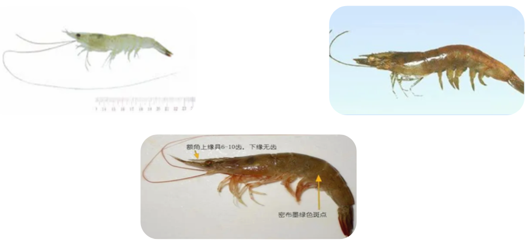 南海著名的四大渔场，看看你知道是哪四个海洋渔场？