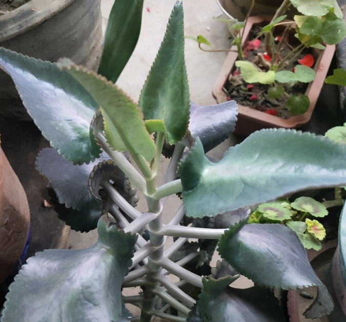 曾在花卉市場紅極一時的 不死鳥 多肉 為何如今少有人買 天天看點