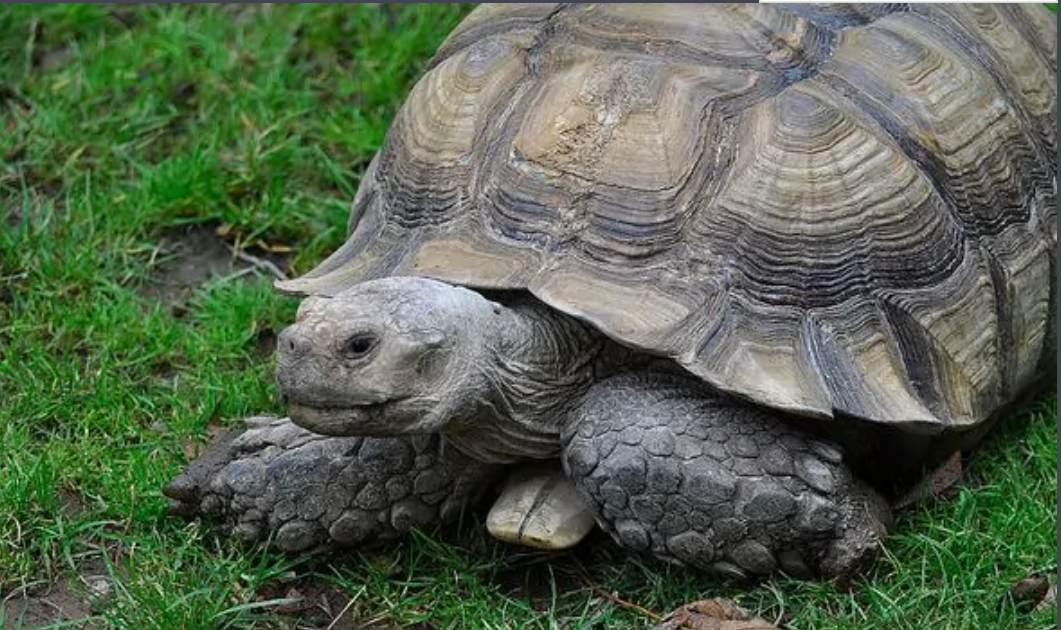 2012年男子山里捡到乌龟,养护7年后发现不对劲,立马报警带走它